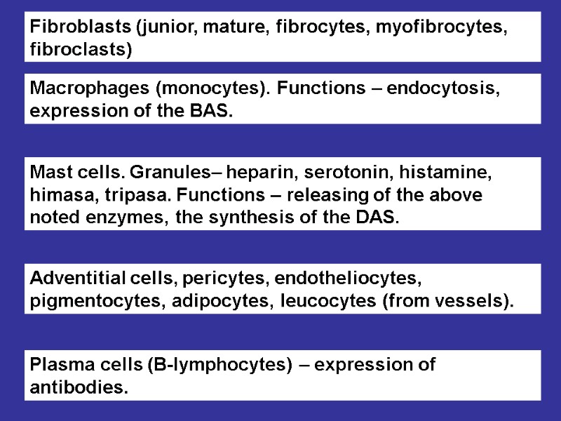 Fibroblasts (junior, mature, fibrocytes, myofibrocytes, fibroclasts) Macrophages (monocytes). Functions – endocytosis, expression of the